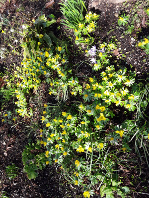 Eranthis hyemalis