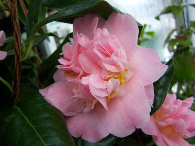 100_1656_Cam._Paddys_Perfumed___800.jpg