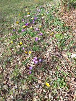 Frühling läst