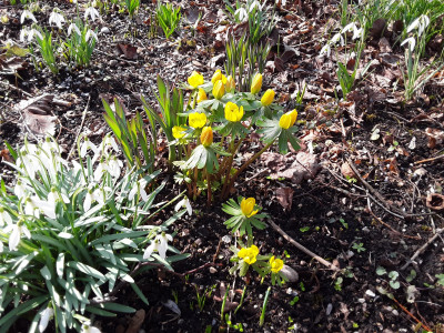 Eranthis hyemalis