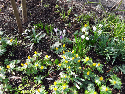 Leucojum vernum
