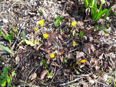 Eranthis cilicica