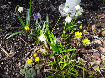 Eranthis cilicica u.a.