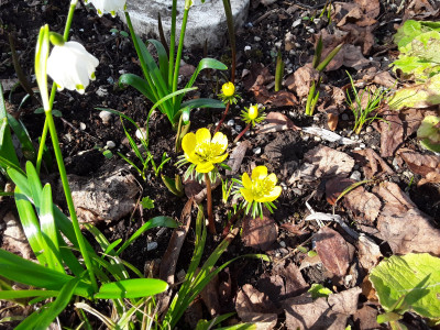Eranthis cilicica und Leucojum