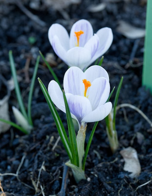 DSC_9850_DxO.jpg