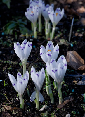 DSC_9845_DxO.jpg