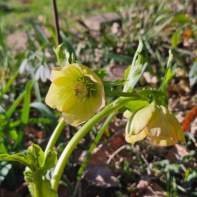 Helleborus Orientalis grüngelb von Anke 20260302_152806.jpg