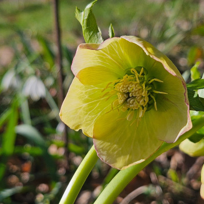 Helleborus Orientalis grüngelb von Anke 20260302_152812.jpg
