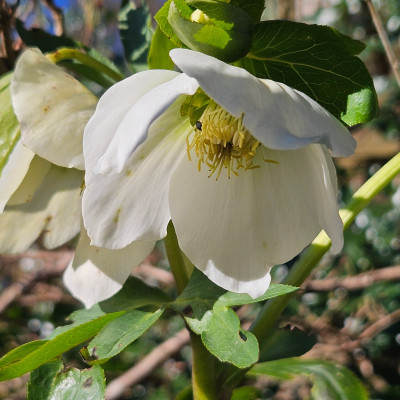 Helleborus Orientalis weiß 20260302_152848.jpg