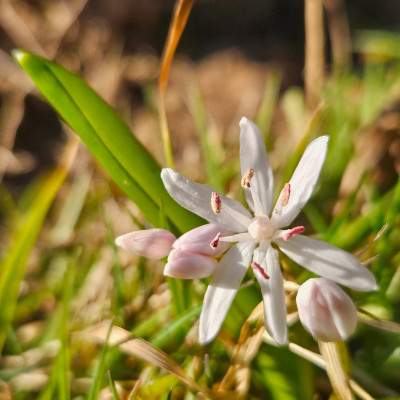 Scilla bifolia rosa 20260302_161121.jpg