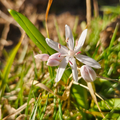 Scilla bifolia rosa 20260302_161124.jpg