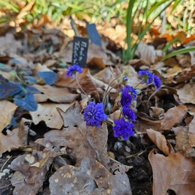 Hepatica Maria Theresia 20260302_152612.jpg