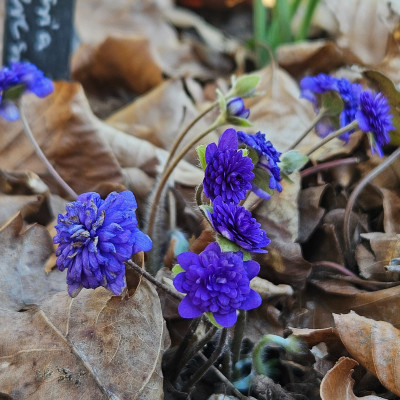 Hepatica Maria Theresia 20260302_152622.jpg