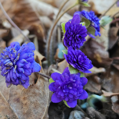 Hepatica Maria Theresia f 20260302_152636.jpg