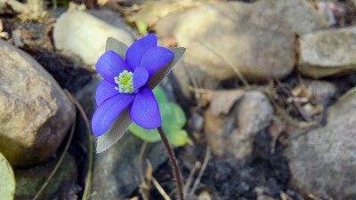 HAN- blütiges Nobilis