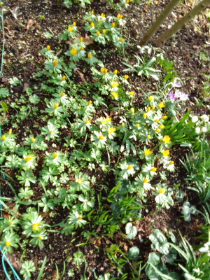 Eranthis hyemalis