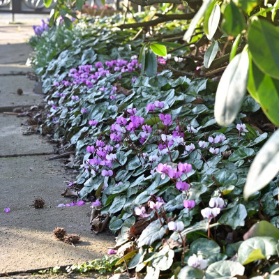 Cyclamen-coum-Mar0326_004_04.JPG