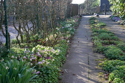 Helleborus-in-der-Einfahrt-Mar0326_001_05.JPG