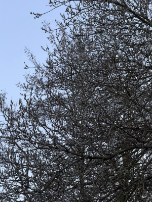 Salix Caprea