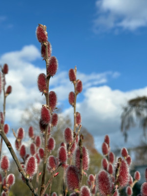 Salix gracilistyla