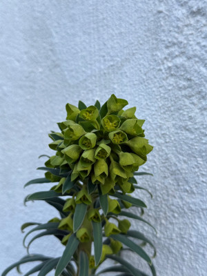 E. Characias Ssp. wulfenii