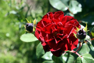 Rose_Grand_Royal.JPG