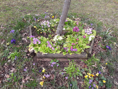 Primeln und Krokusse