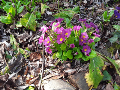 Primula vulgaris