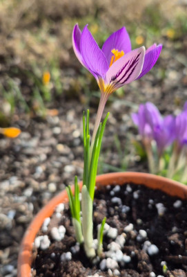 20260303_080444 Crocus suaveolens.jpg
