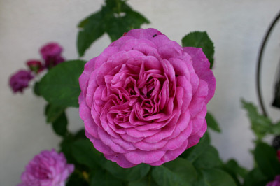 Rose_Heidi_Klumm0108.jpg