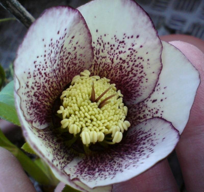 Helleborus Zombie