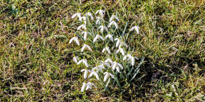 galanthus1.jpg