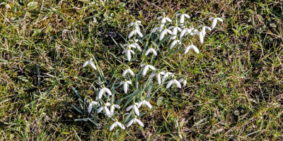 galanthus2.jpg