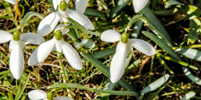 galanthus3.jpg