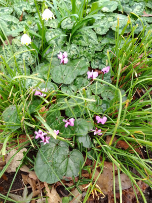 Cyclamen coum