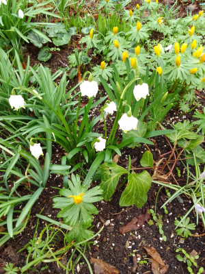 Leucojum vernum