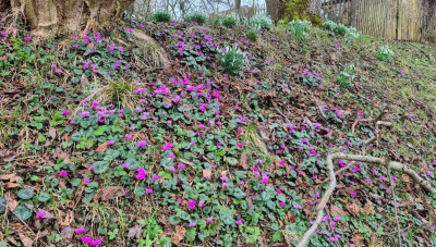 20260304_084955_kl Cyclamen.jpg