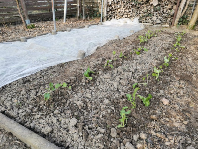 Cima di rapa 116 20260303.jpeg