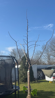 Apfelbaum geschnitten