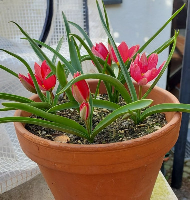 Tulipa Persian Pearl