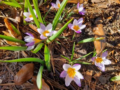 Crocus sieberi Hubert Edelsten.jpg