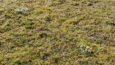 wiese-mit-schneeglöckchen.jpg
