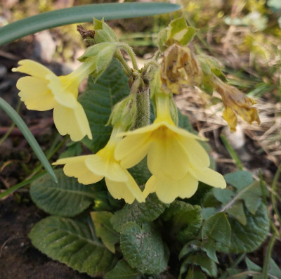 260304_Schluesselblume.jpg
