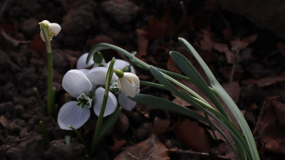 IMG_6007b.jpg
