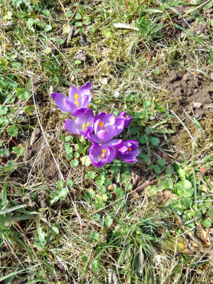 Crocus tommasianus