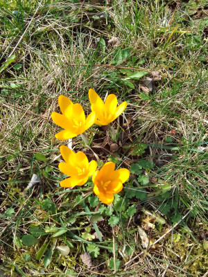 Frühlingskrokusse