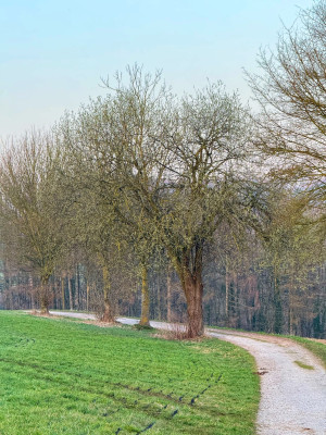 Salix Caprea am Feldweg