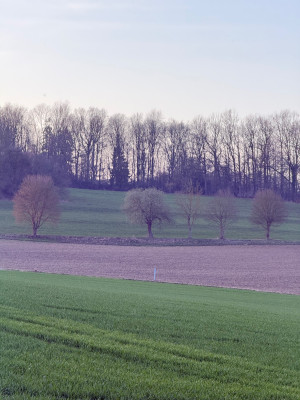 2ter Baum von links ist Salix Caprea
