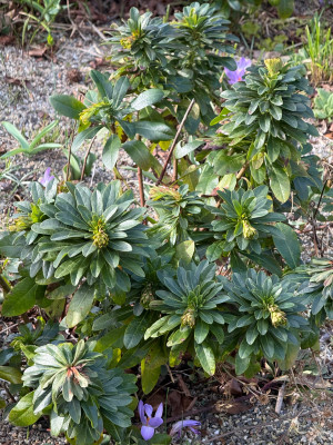 Euphorbia amygdaloides subsp. robbiae  „Mrs. Robb's Bonnet“/„Mrs. Robb’s Hatbox“