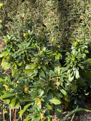 Euphorbia amygdaloides subsp. robbiae „Mrs. Robb's Bonnet“/„Mrs. Robb’s Hatbox“